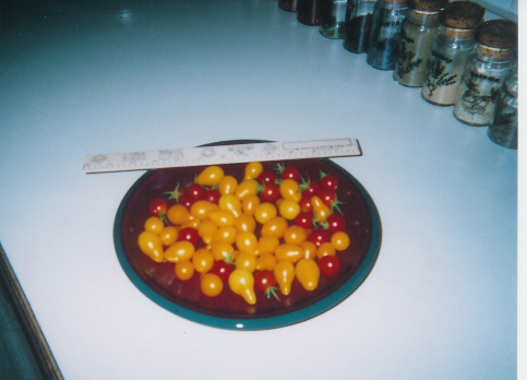 Cherry Tomatoes 2005.jpg